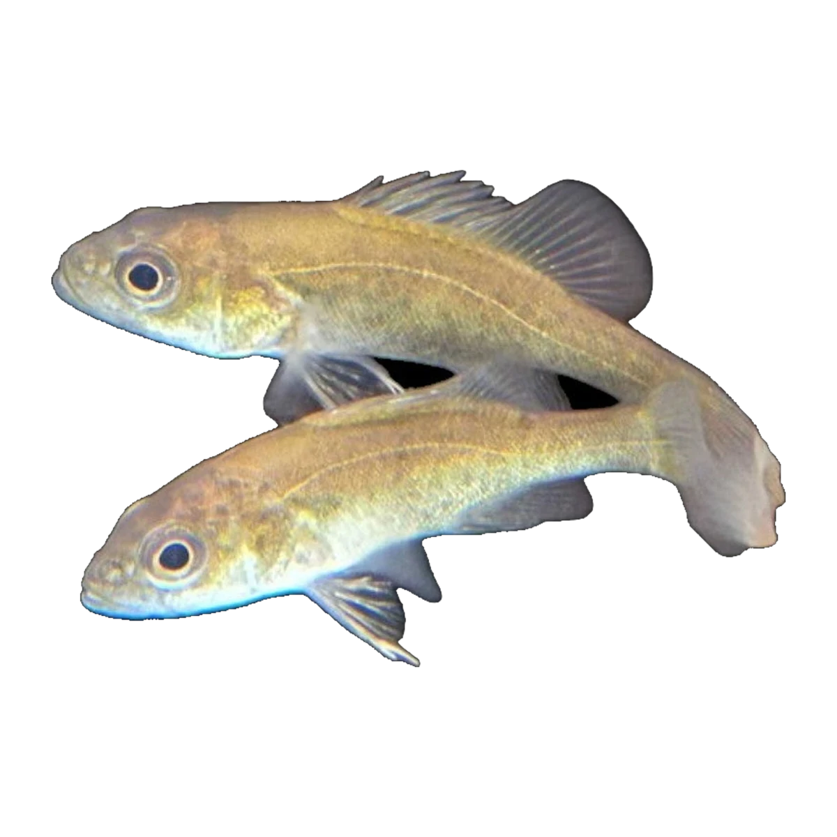 Golden Perch