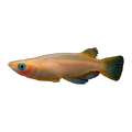 Golden Ricefish