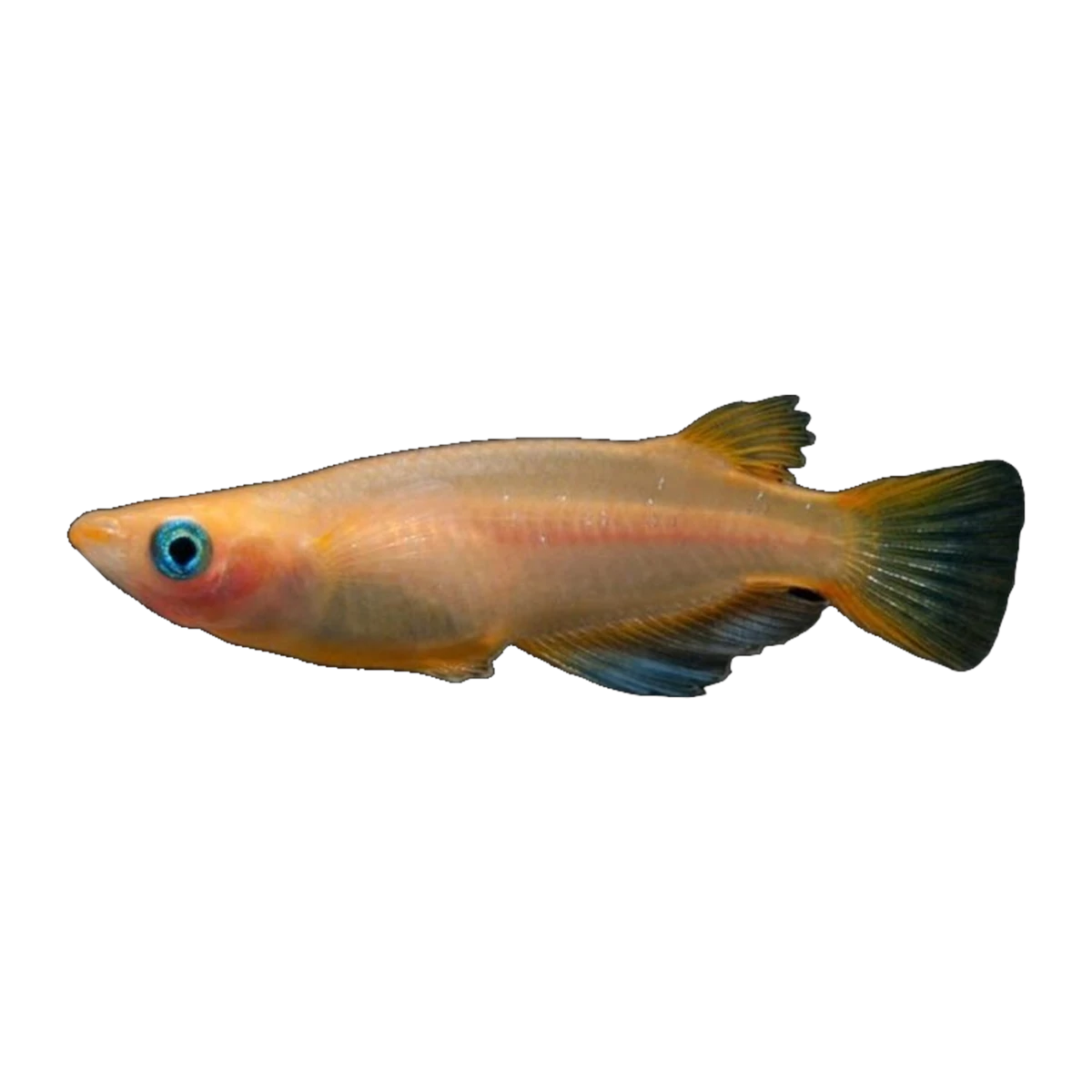 Golden Ricefish