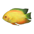 Golden Severum | Heros cf. efasciatus