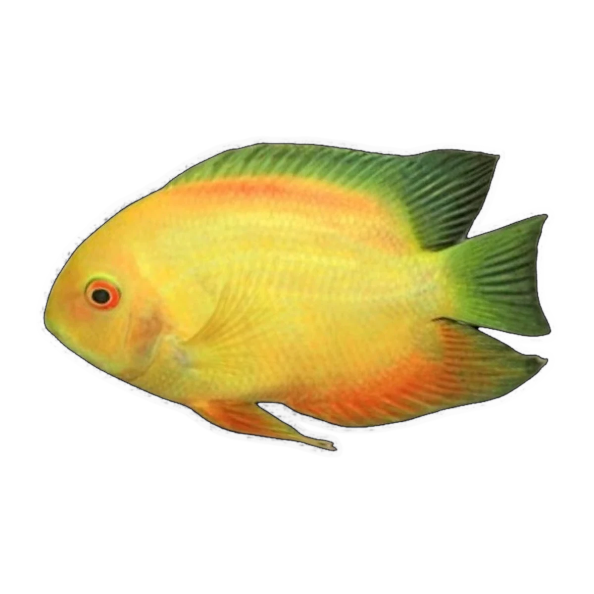 Golden Severum | Heros cf. efasciatus