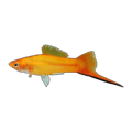 Golden Sunrise Swordtail | Xiphophorus hellerii