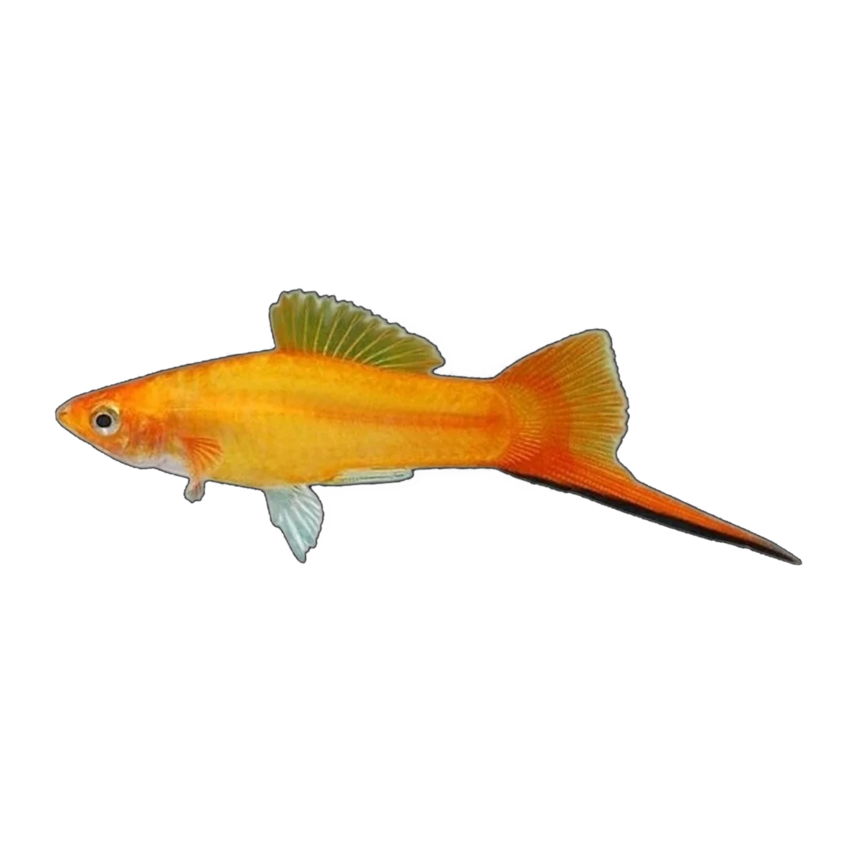 Golden Sunrise Swordtail | Xiphophorus hellerii