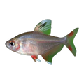 Goldend Rosy Tetra