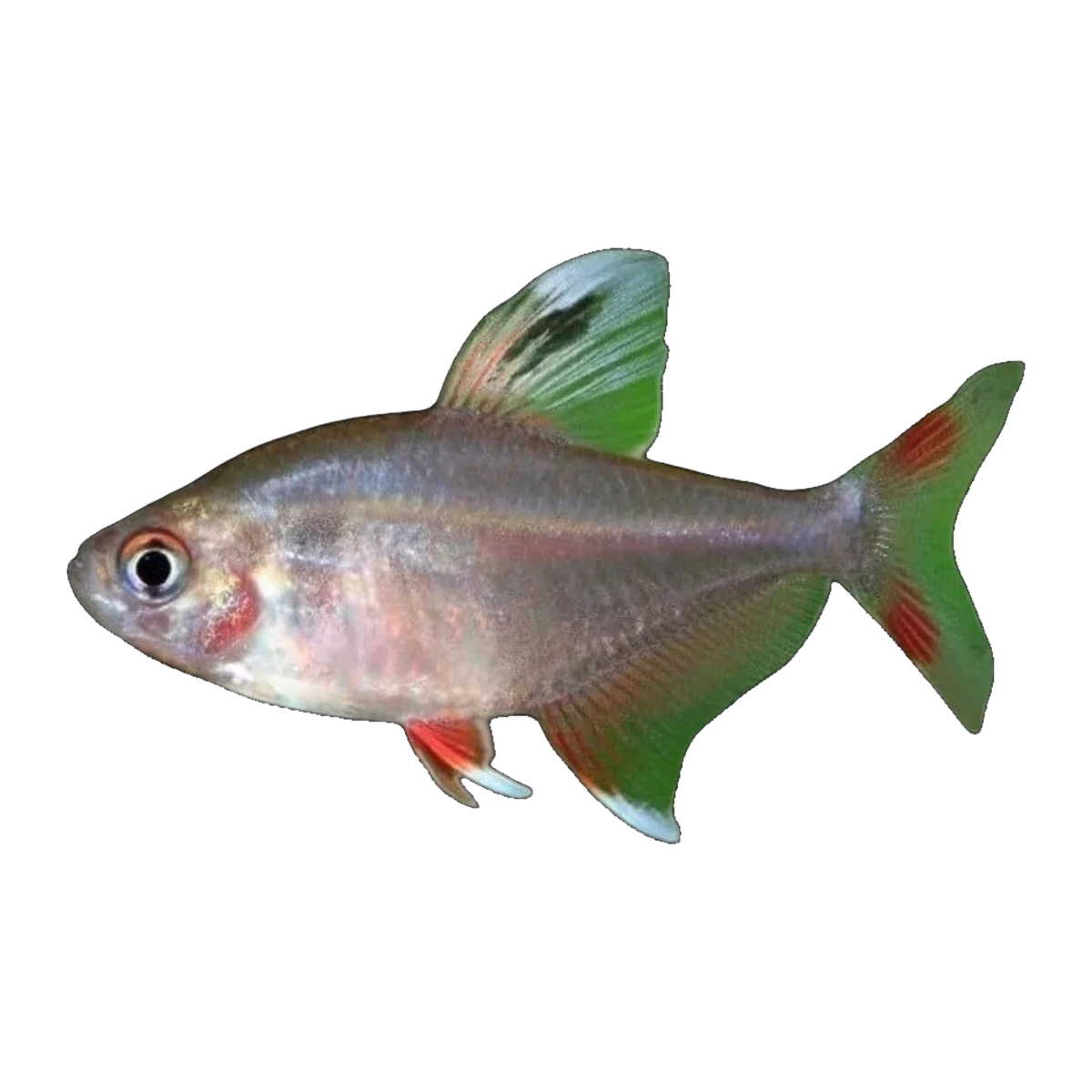 Goldend Rosy Tetra
