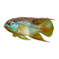 Goldeneye Cichlid