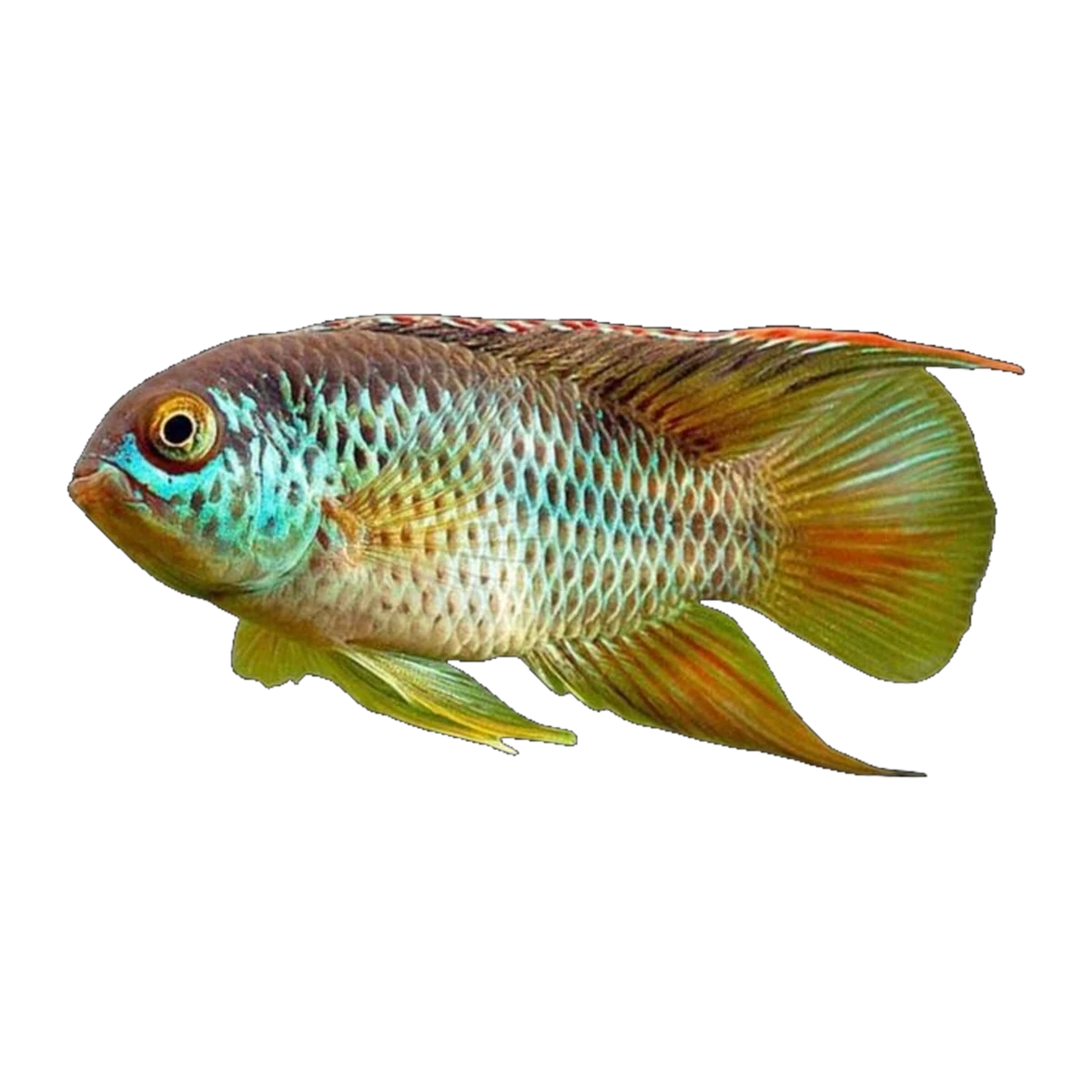 Goldeneye Cichlid