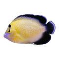 Goldflake Angelfish | Apolemichthys xanthopunctatus