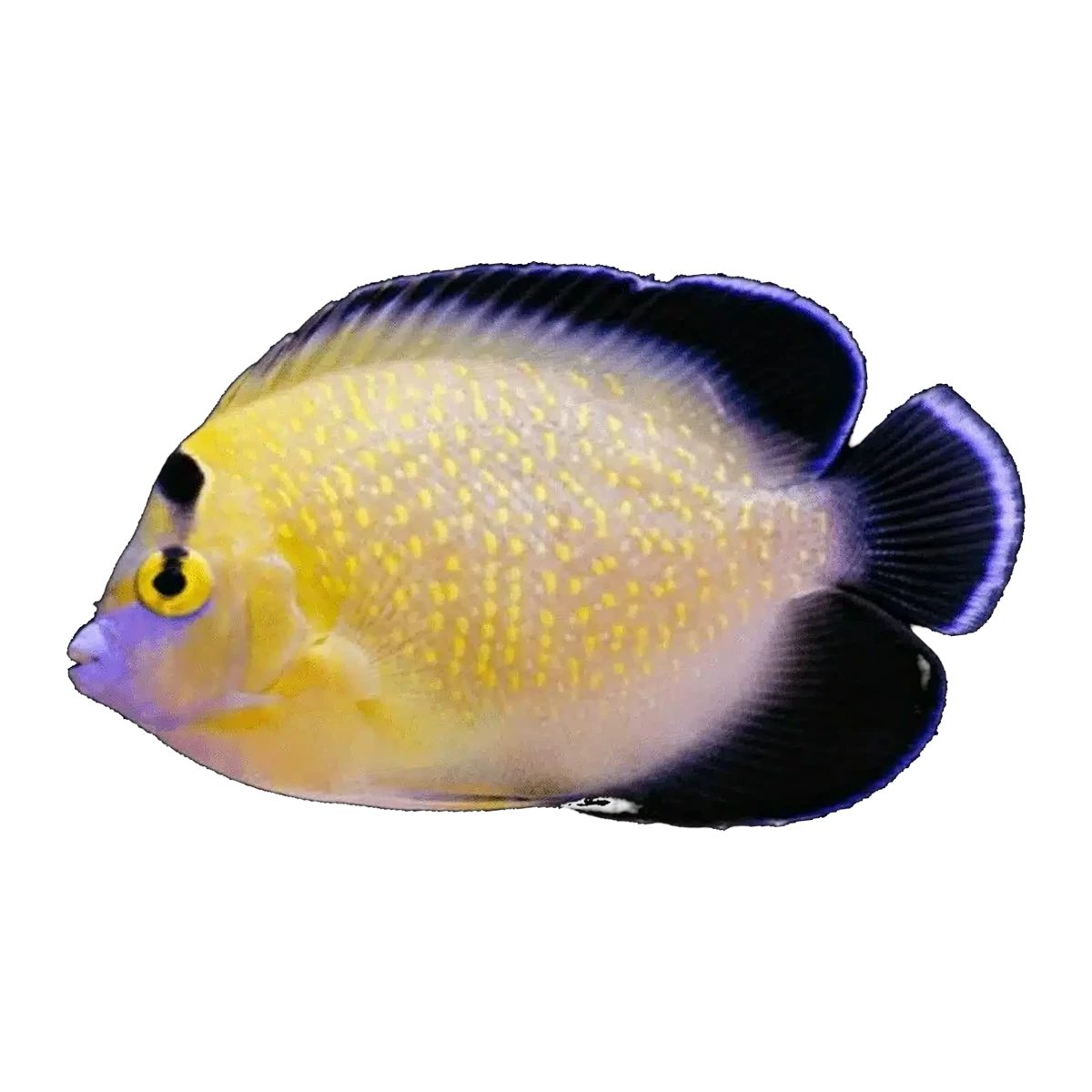 Goldflake Angelfish | Apolemichthys xanthopunctatus