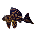 Goldspot Pleco