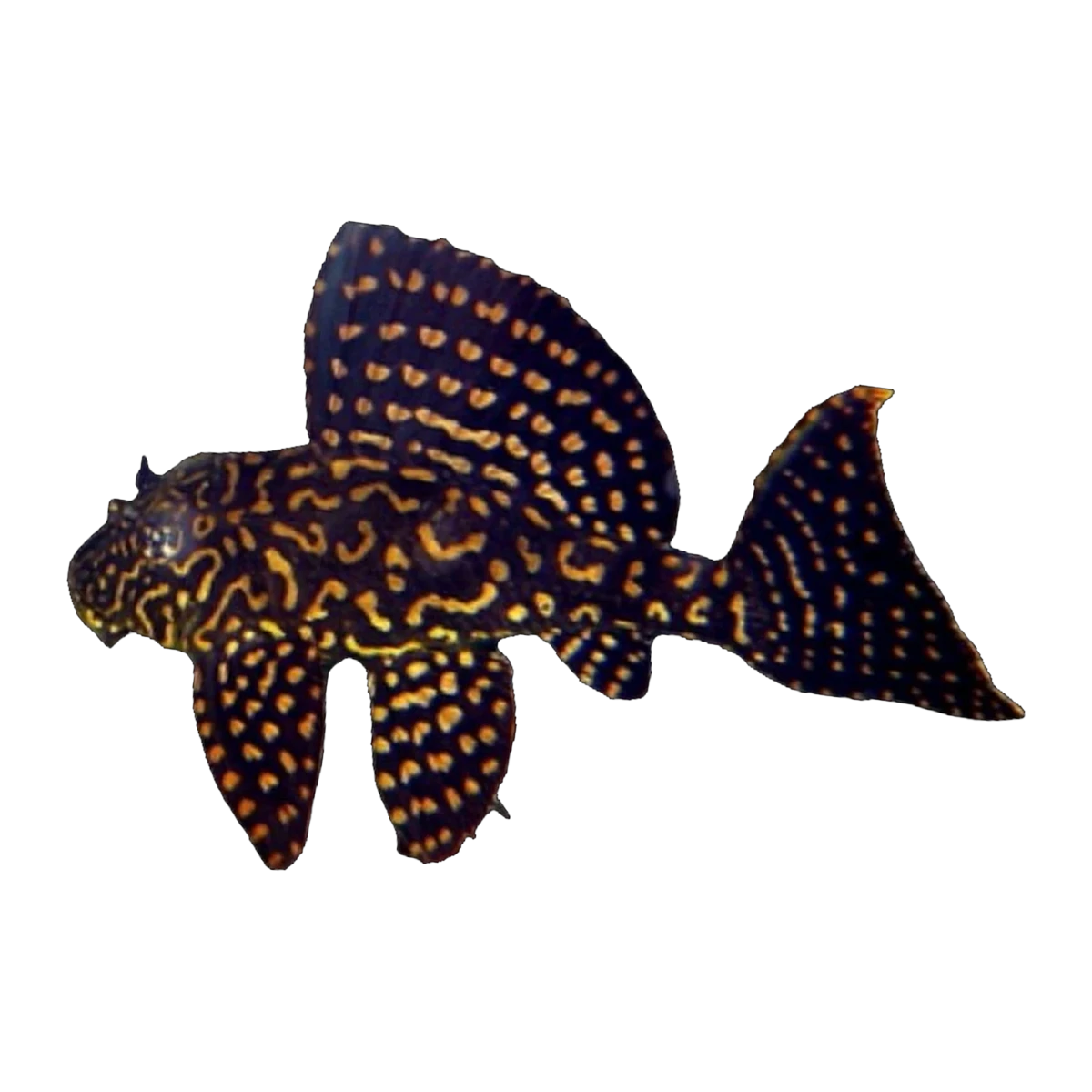Goldspot Pleco