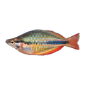 Goyder River Rainbowfish