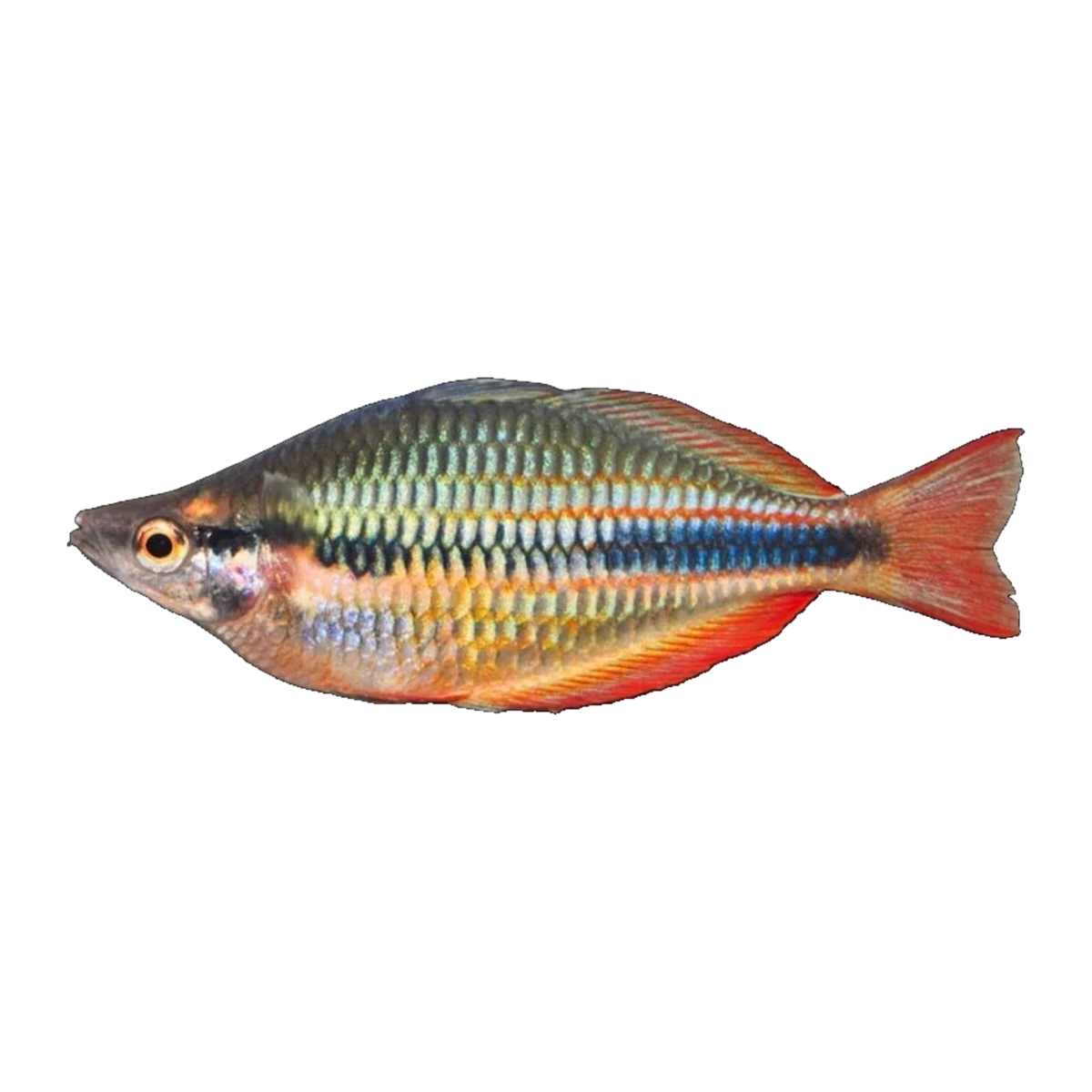 Goyder River Rainbowfish