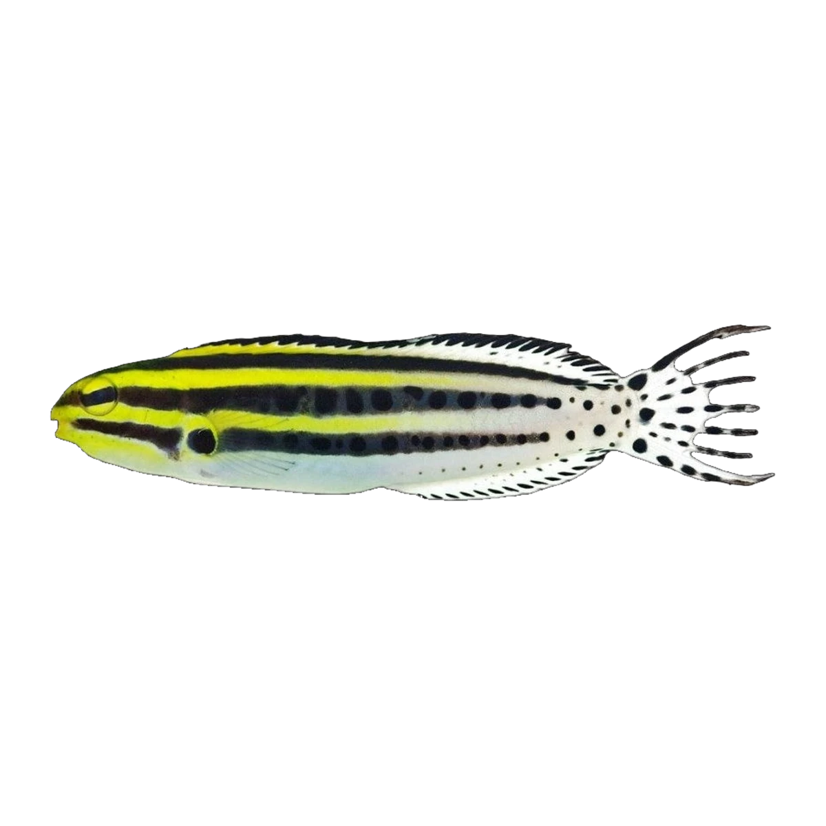 Grammistes Blenny | Meiacanthus grammistes