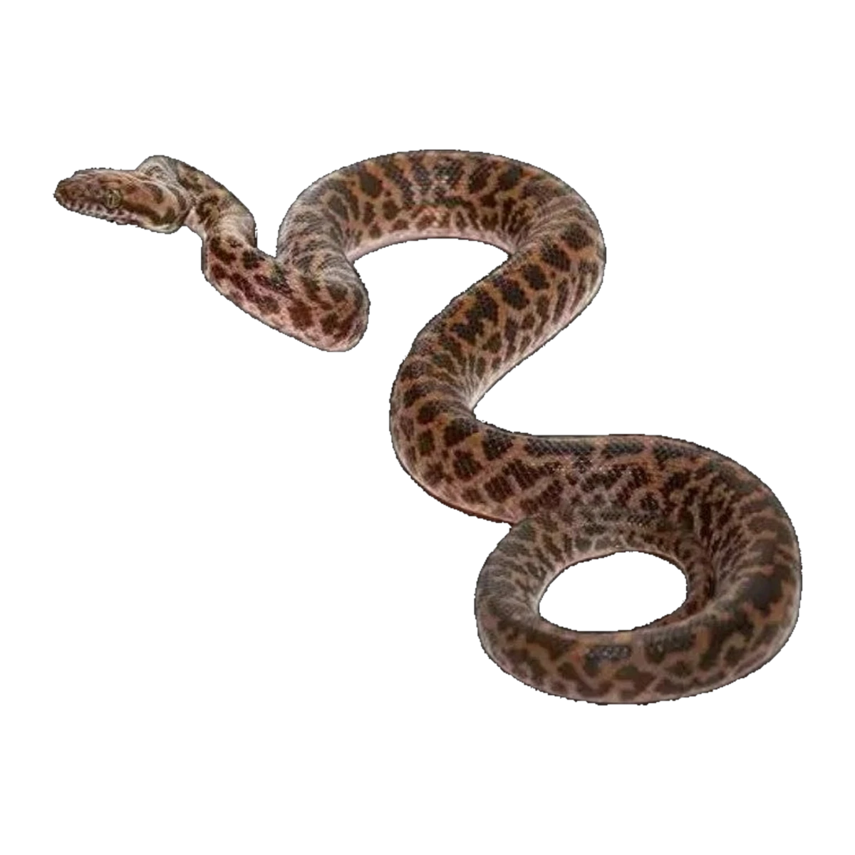 Spotted Python | Antaresia maculosa