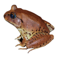 Great Barred Frog | Mixophyes fasciolatus