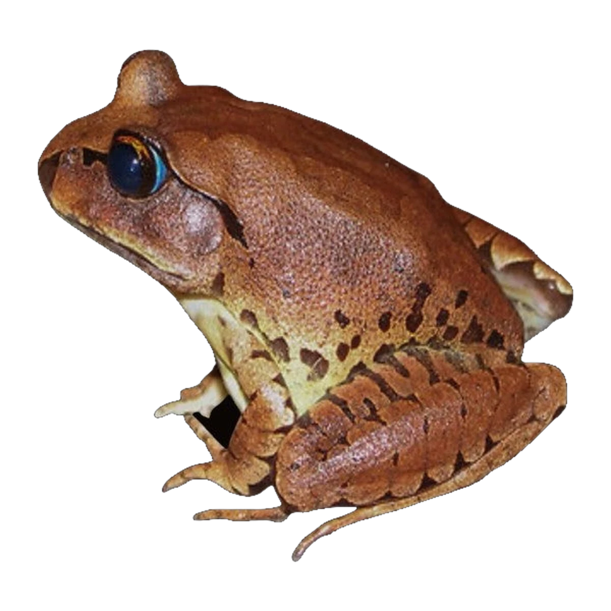 Great Barred Frog | Mixophyes fasciolatus