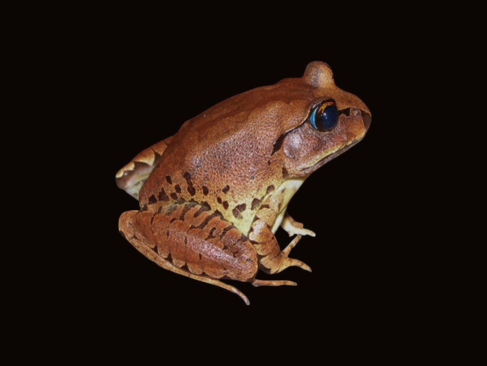 Great Barred Frog | Mixophyes fasciolatus