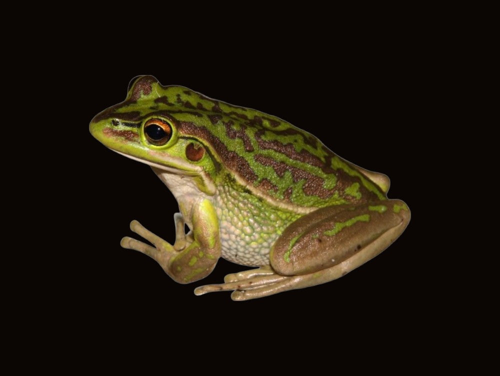 Green and Golden Bell Frog | Ranoidea aurea