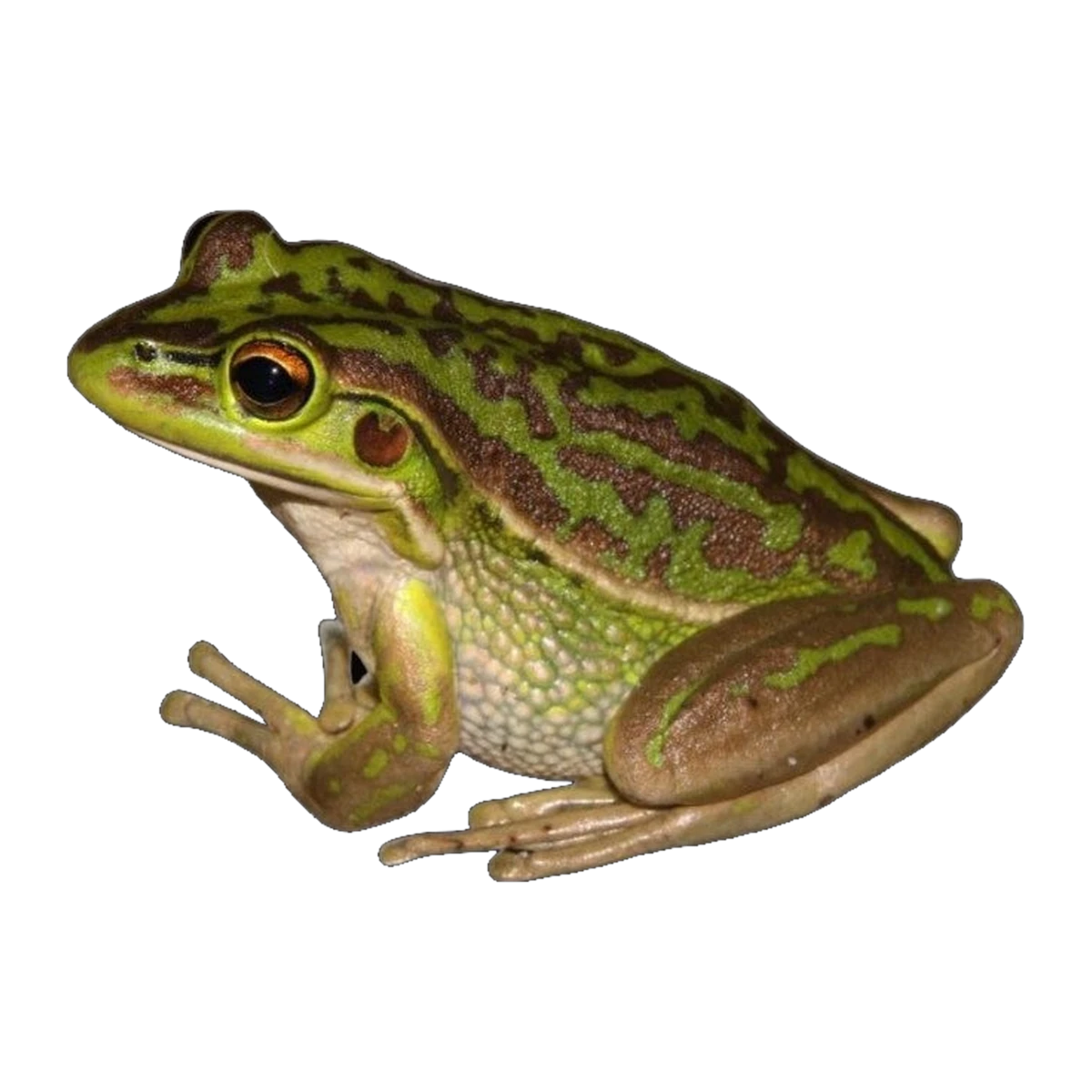 Green and Golden Bell Frog | Ranoidea aurea