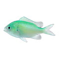 Green Chromis | Chromis viridis