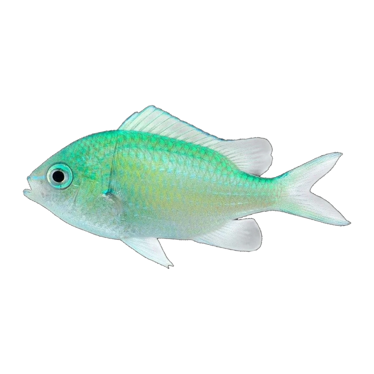 Green Chromis | Chromis viridis