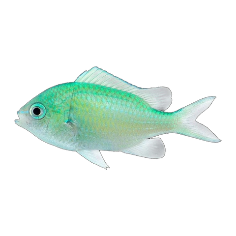 Green Chromis | Chromis viridis