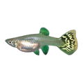 Green Cobra Guppy Female | Poecilia reticulata