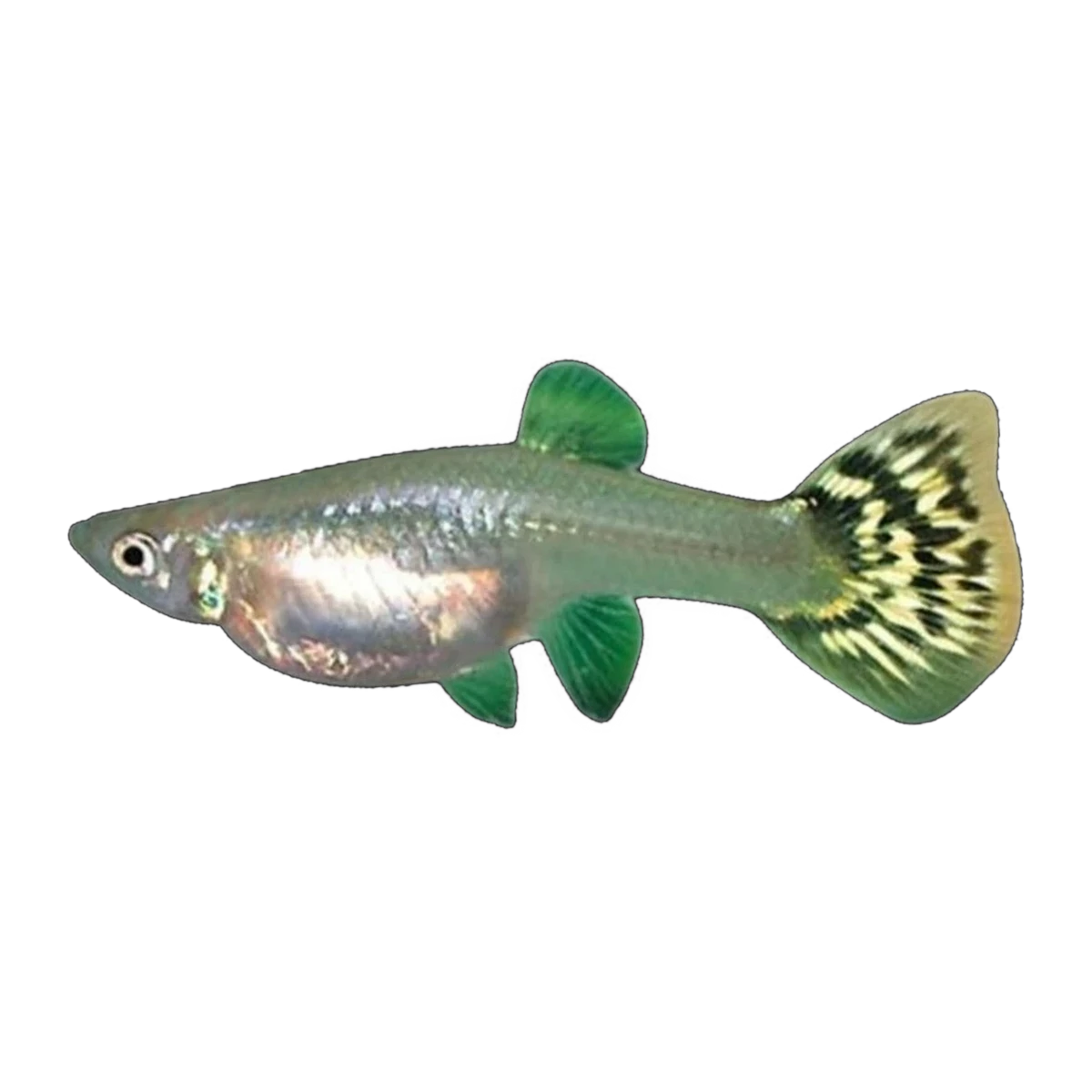 Green Cobra Guppy Female | Poecilia reticulata