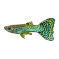 Green Cobra Guppy Male | Poecilia reticulata