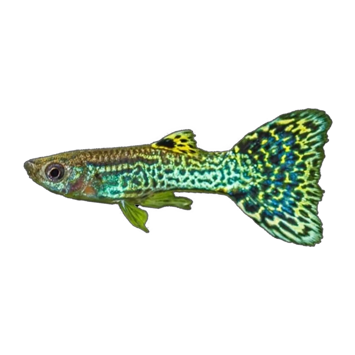 Green Cobra Guppy Male | Poecilia reticulata