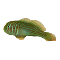 Green Coral Goby | Gobiodon histrio