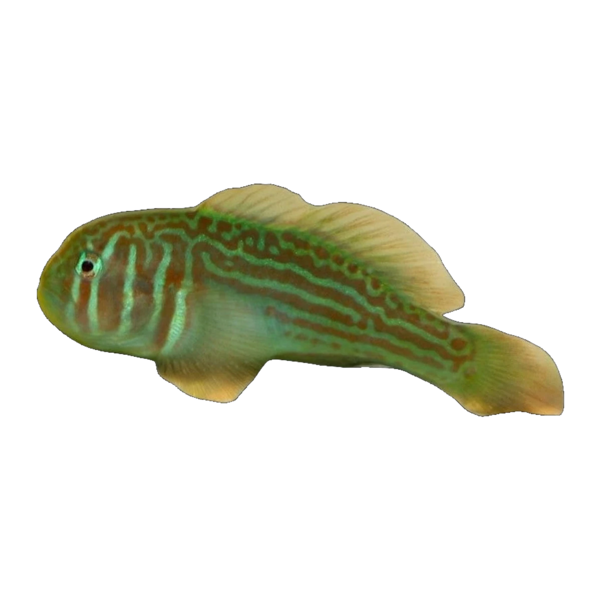 Green Coral Goby | Gobiodon histrio