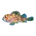 Green Coral Scorpionfish | Sebastapistes cyanostigma