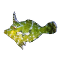Green Filefish | Acreichthys tomentosus
