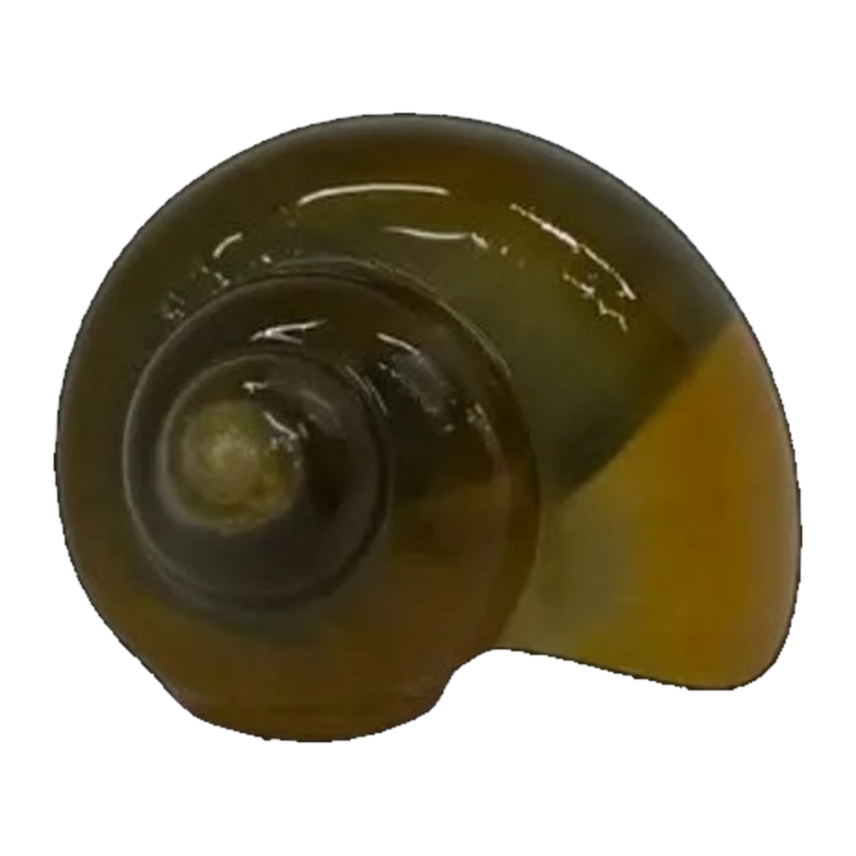 Green Foot Mystery Snail