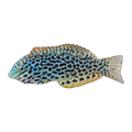 Green Leopard Wrasse Female | Macropharyngodon meleagris