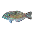 Green Leopard Wrasse Male | Macropharyngodon meleagris