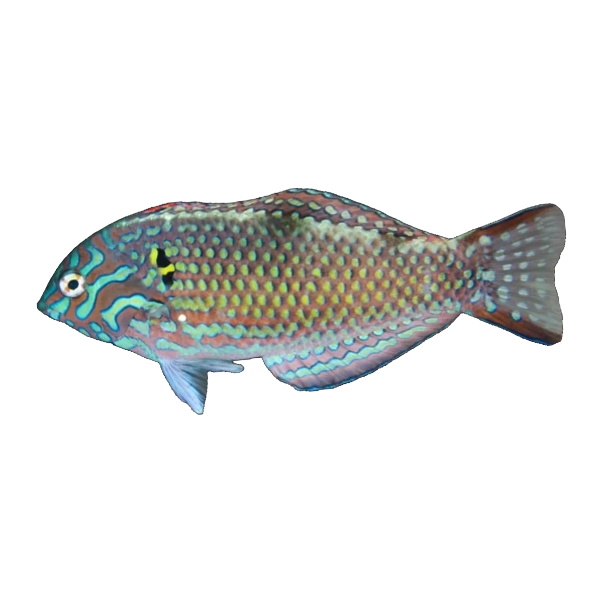 Green Leopard Wrasse Male | Macropharyngodon meleagris