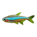Green Neon Tetra