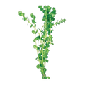 Green Pennywort | Hydrocotyle leucocephala