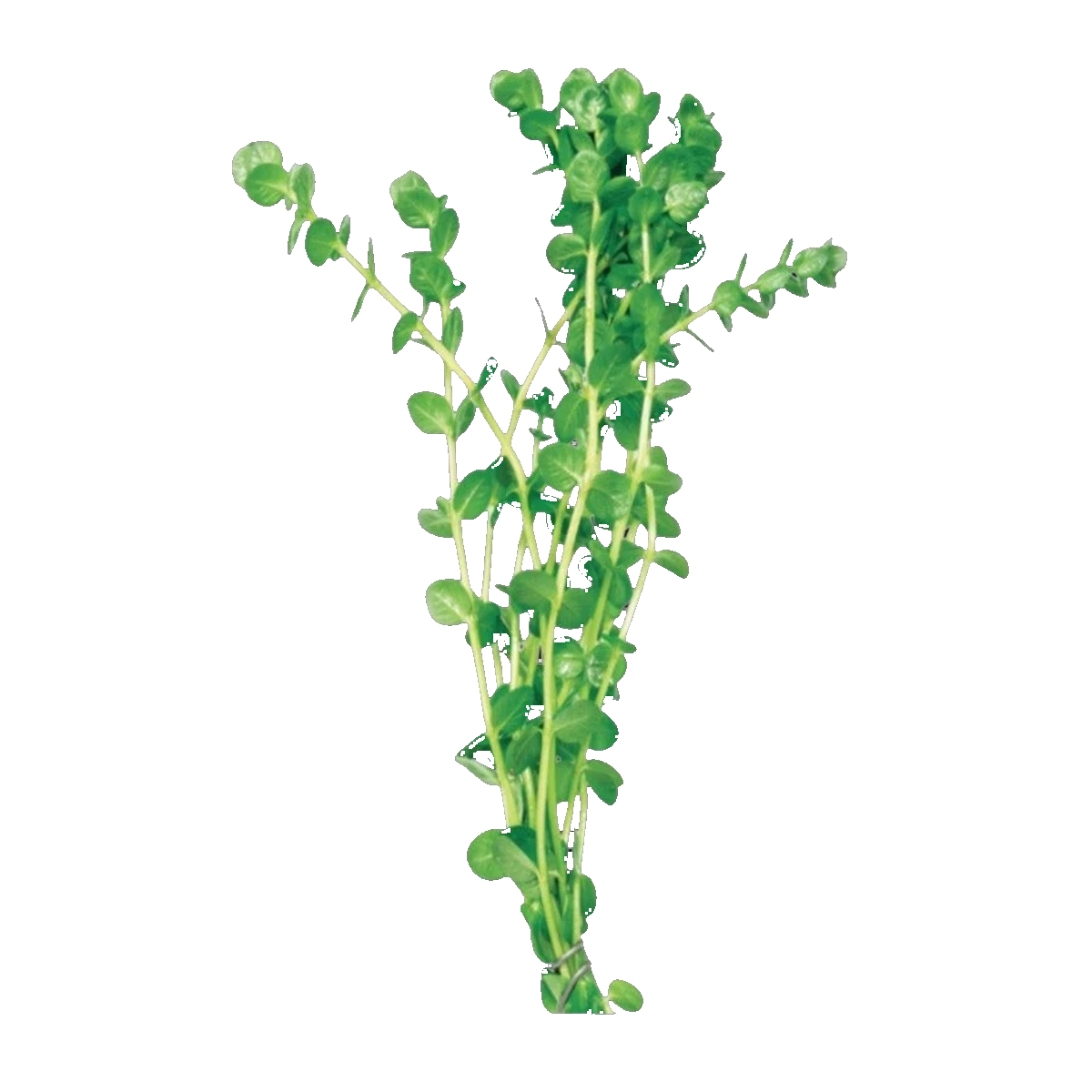 Green Pennywort | Hydrocotyle leucocephala