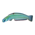 Green Silk Dartfish | Ptereleotris microlepis