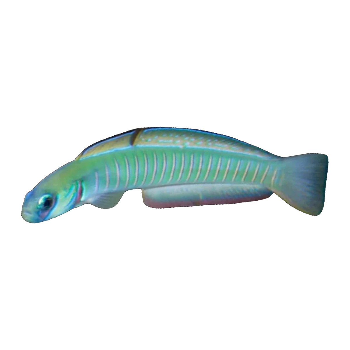 Green Silk Dartfish | Ptereleotris microlepis