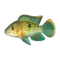 Green Terror Cichlid (Andinoacara rivulatus)