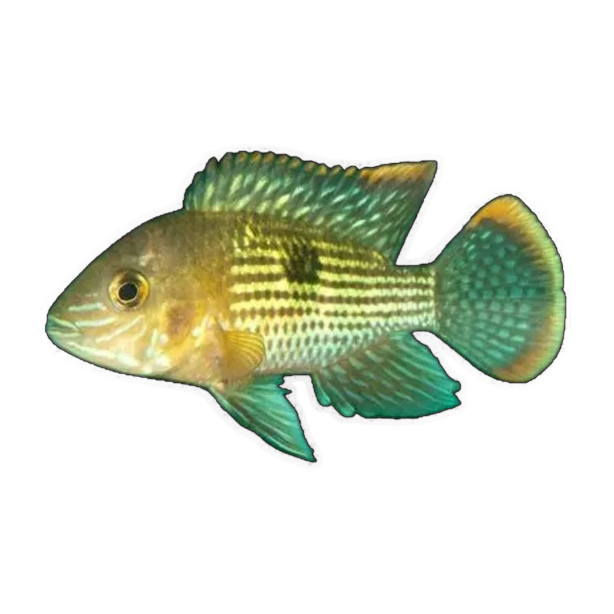 Green Terror Cichlid (Andinoacara rivulatus)