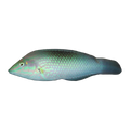 Green Wrasse | Halichoeres chloropterus