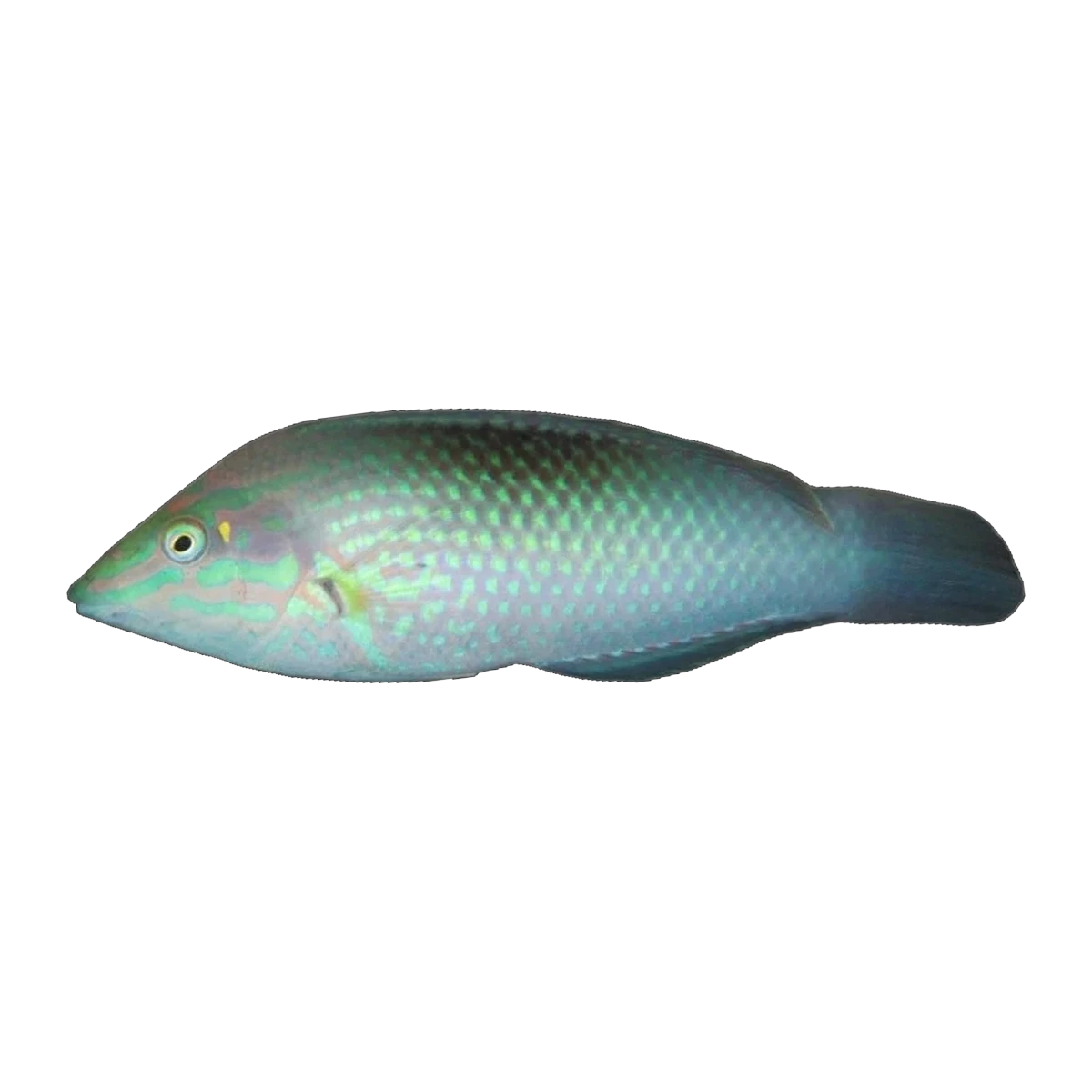 Green Wrasse | Halichoeres chloropterus