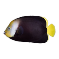 Grey Poma Angelfish | Chaetodontoplus melanosoma