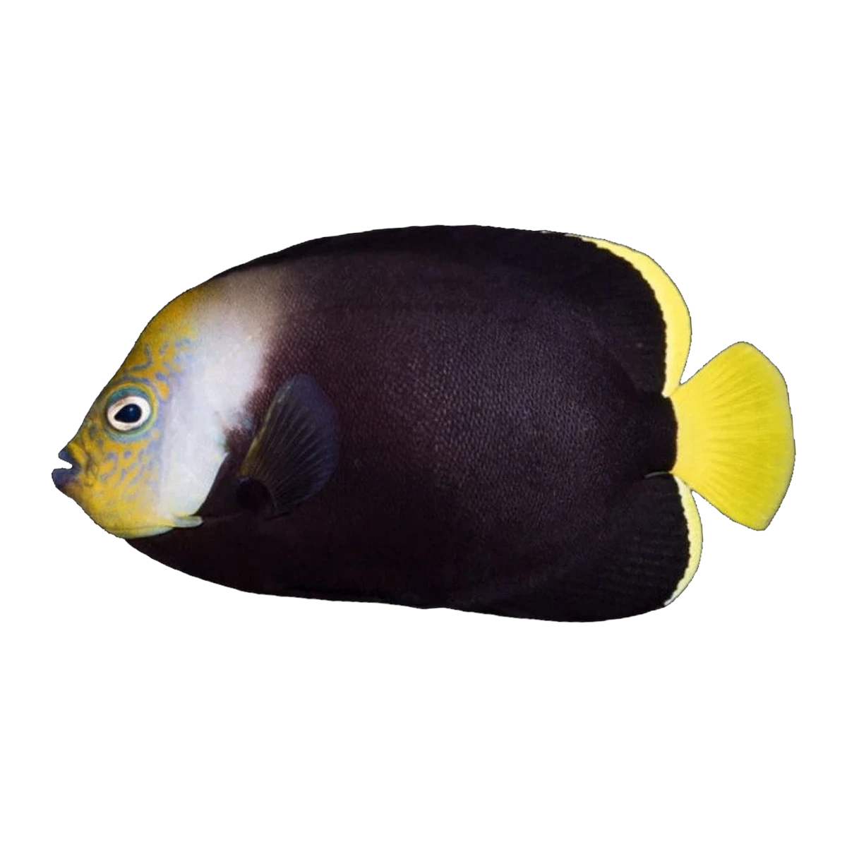 Grey Poma Angelfish | Chaetodontoplus melanosoma